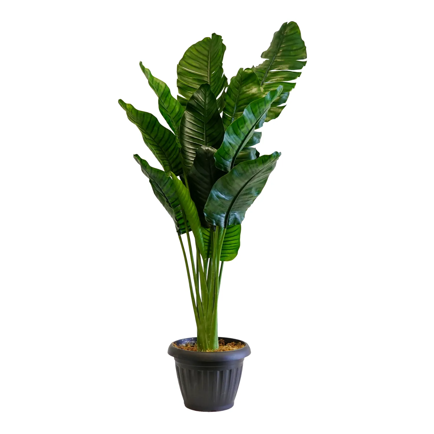 Artificial Palm Plant