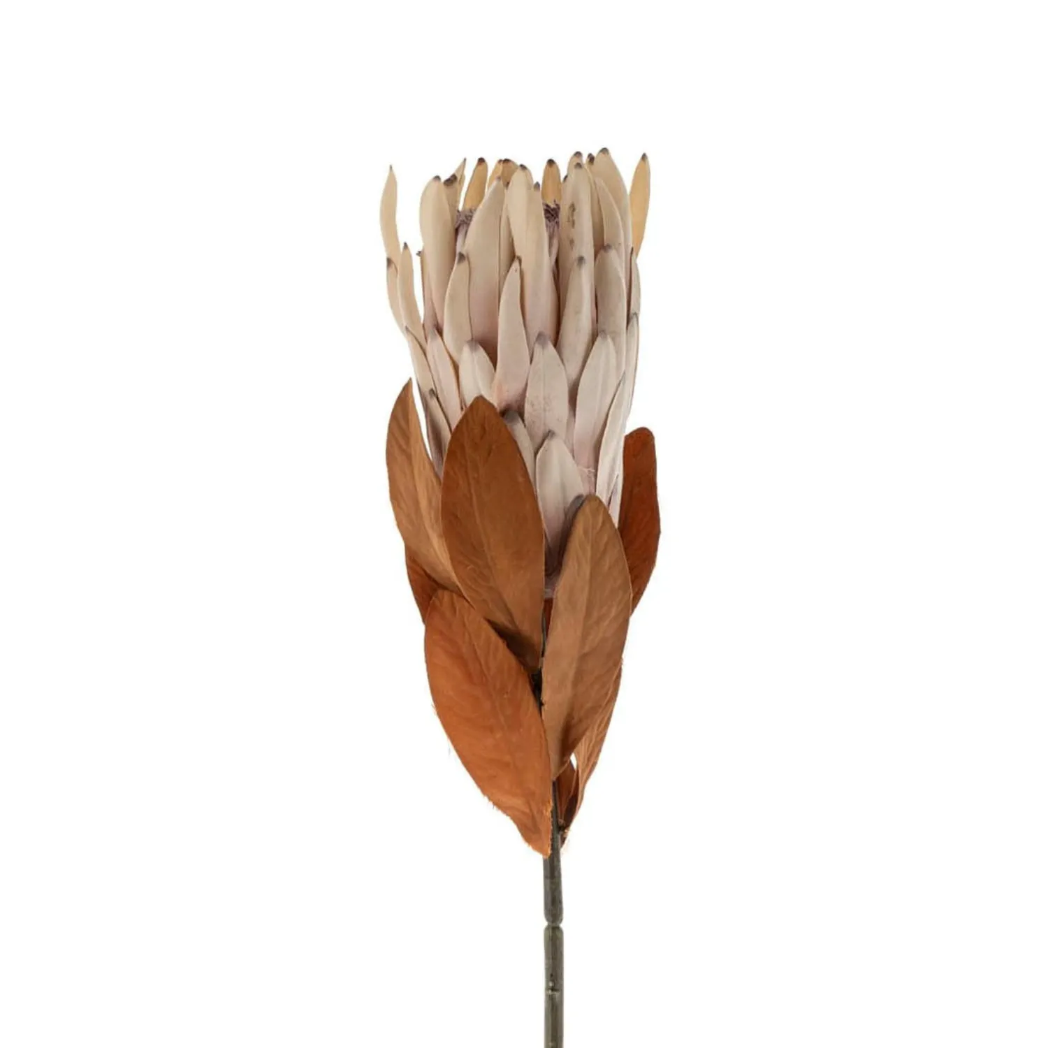 Artificial Protea Sprig