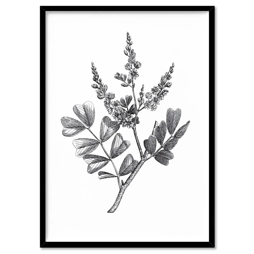 Botanical Floral Illustration III - Art Print