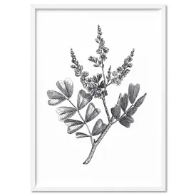 Botanical Floral Illustration III - Art Print