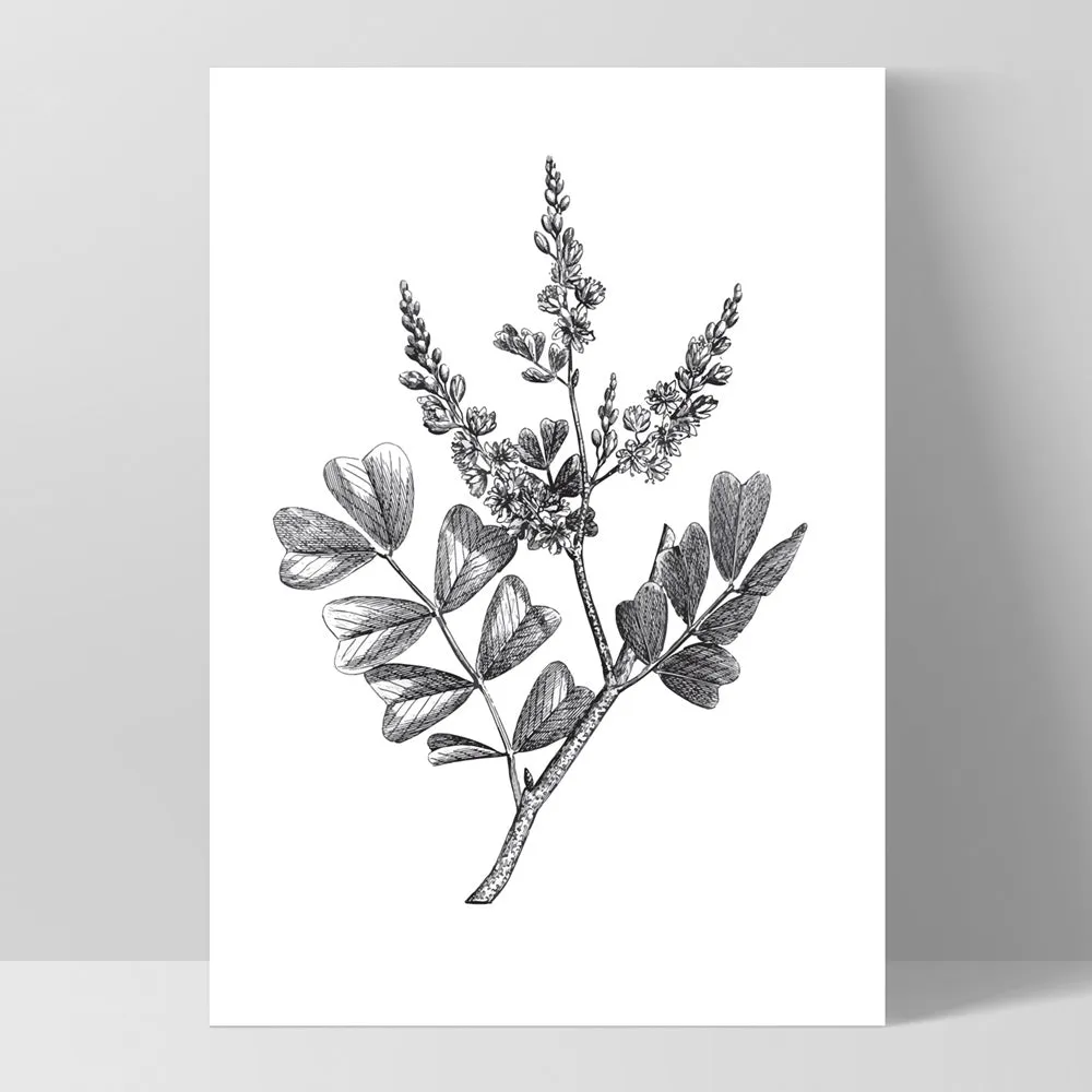 Botanical Floral Illustration III - Art Print